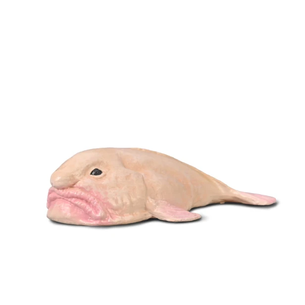 80037 PSYCHOROLUTES MARCIDUS_BLOBFISH.jpg