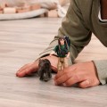 Schleich 81476_1.jpg