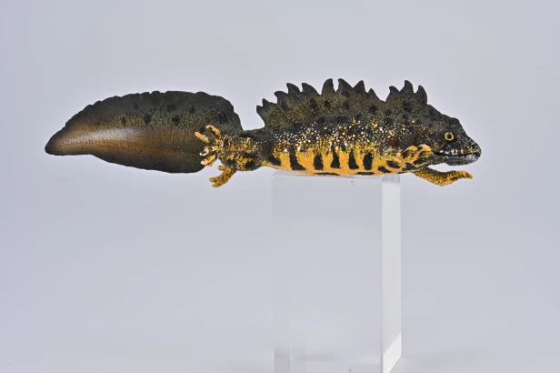 Collecta 80064_2.jpg