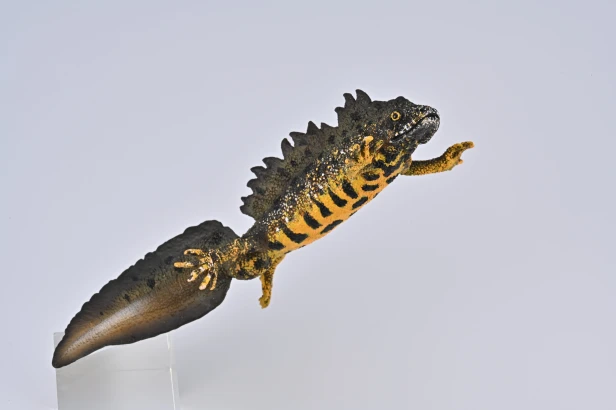 Collecta 80064_1.jpg