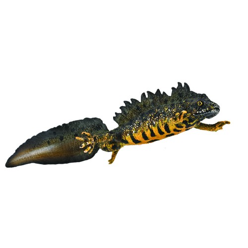 Collecta 80064.jpg