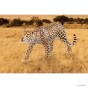 Schleich 14748_2.jpg