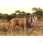 Schleich 14726_2.jpg