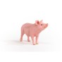 13933_pig_05.jpg