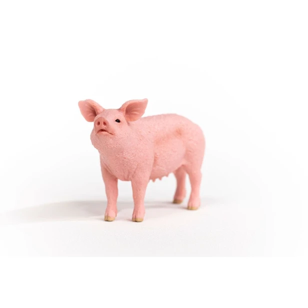 13933_pig_01.jpg