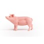 13933_pig_02.jpg