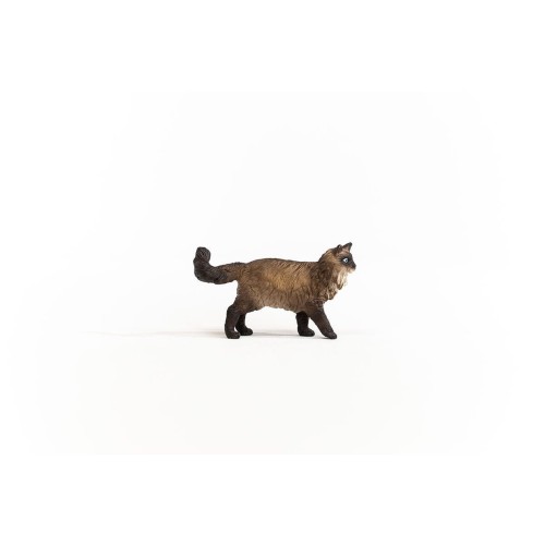 13940_ragdoll_cat_04.jpg