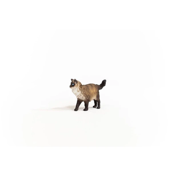 13940_ragdoll_cat_02.jpg