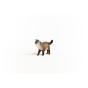 13940_ragdoll_cat_02.jpg