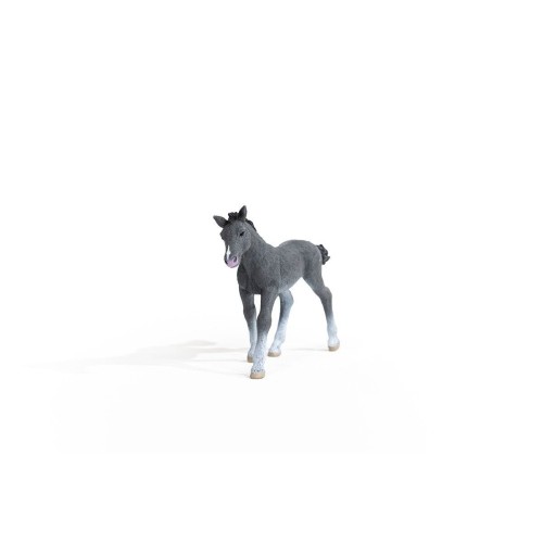 13944_trakehner_foal_05.jpg