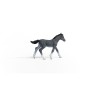 13944_trakehner_foal_01.jpg