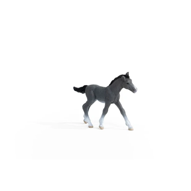 13944_trakehner_foal_02.jpg