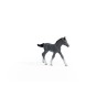 13944_trakehner_foal_02.jpg