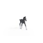 13944_trakehner_foal_03.jpg