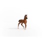 13947_oldenburg_foal_04.jpg