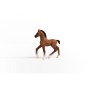 13947_oldenburg_foal_01.jpg