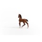 13947_oldenburg_foal_02.jpg