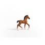 13947_oldenburg_foal_03.jpg