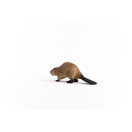 14855_beaver_02.jpg
