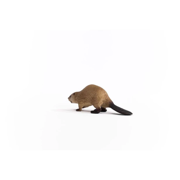 14855_beaver_02.jpg