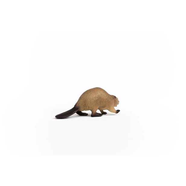 14855_beaver_03.jpg