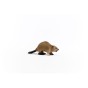 14855_beaver_04.jpg