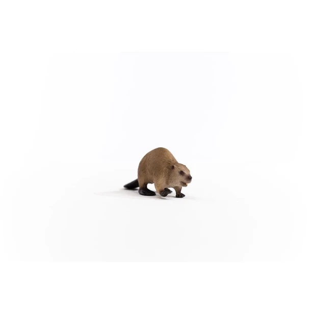 14855_beaver_05.jpg
