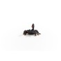 14857_emperor_scorpion_07.jpg