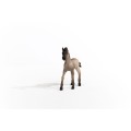 13949_criollo_definitivo_foal_04.jpg