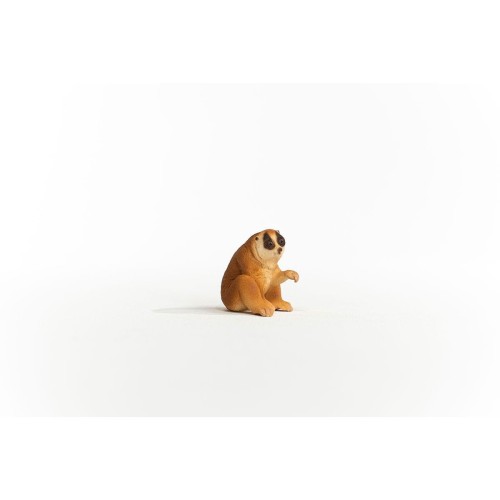14852_slow_loris_05.jpg