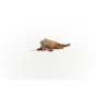 14854_iguana_03.jpg