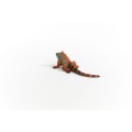14854_iguana_04.jpg