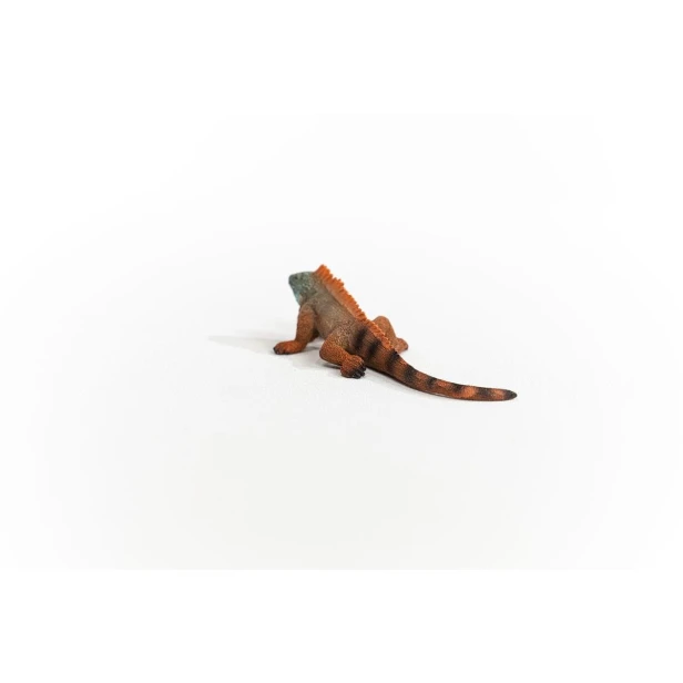 14854_iguana_04.jpg