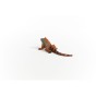 14854_iguana_04.jpg