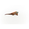14854_iguana_06.jpg
