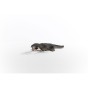 15031_nothosaurus_05.jpg