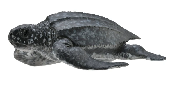 Collecta_88680.jpg