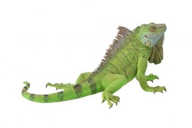 CollectA 88965.jpg